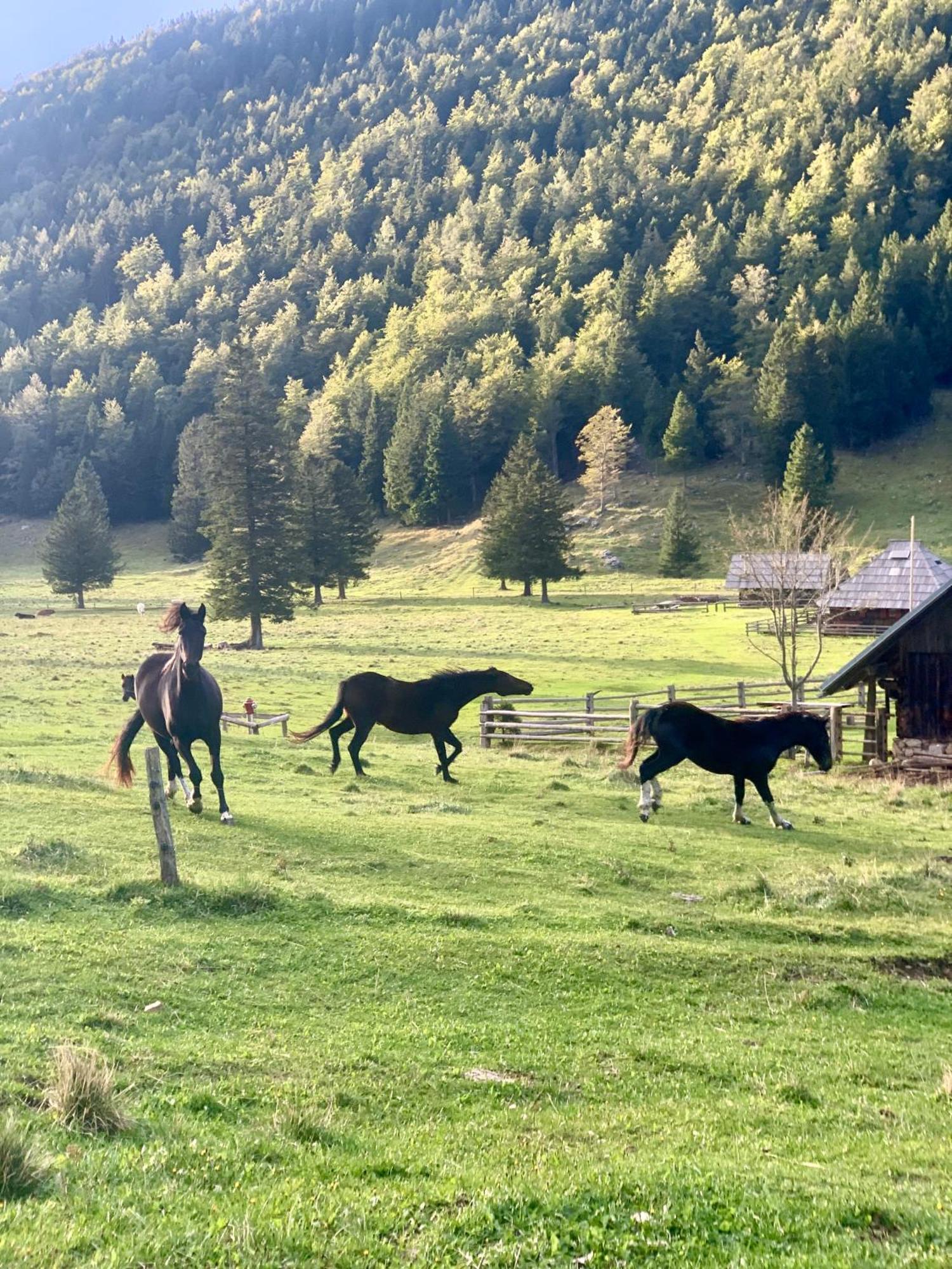 Velika Planina - Chalet Stane - Alps Stahovica 外观 照片