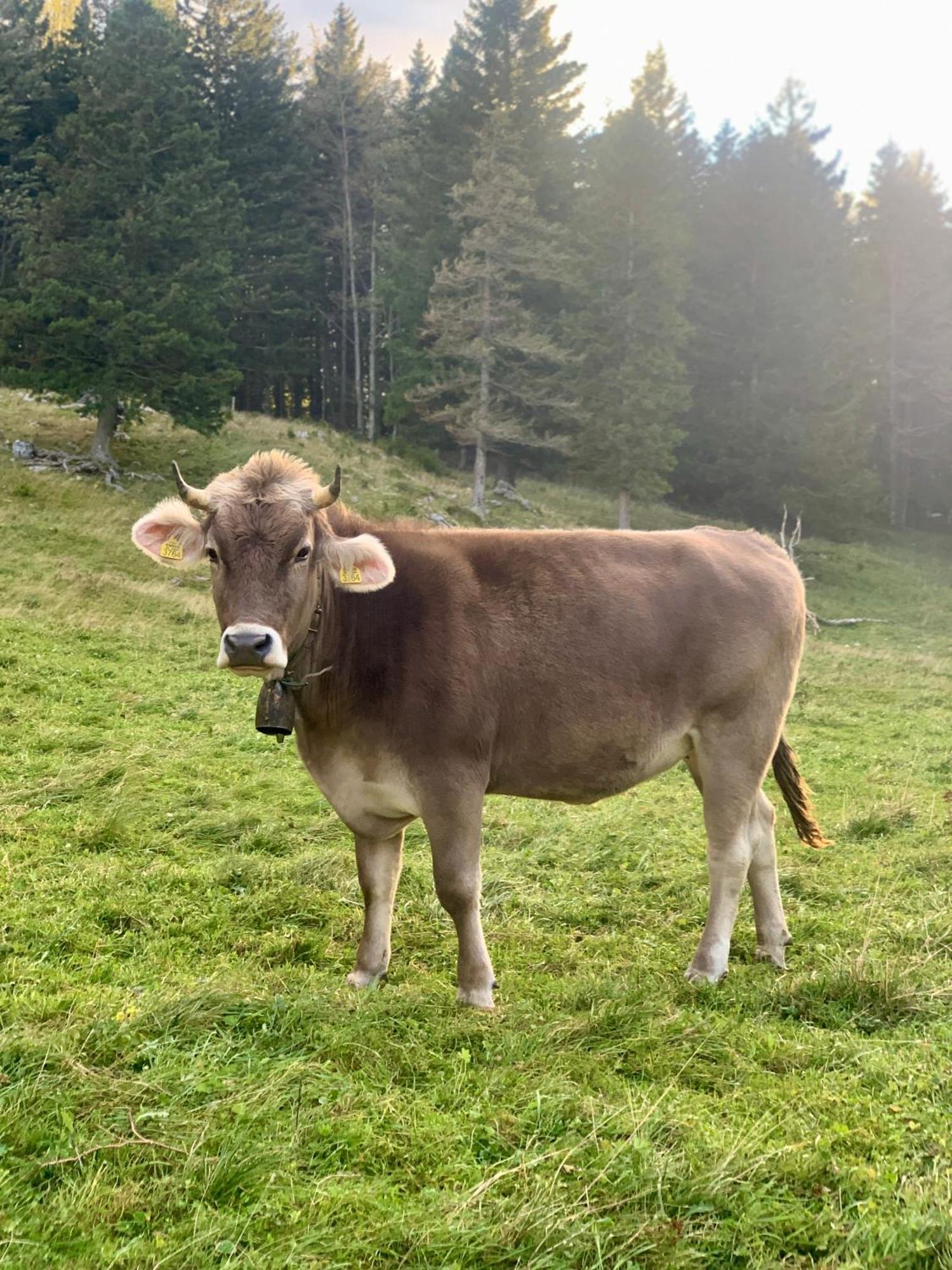 Velika Planina - Chalet Stane - Alps Stahovica 外观 照片