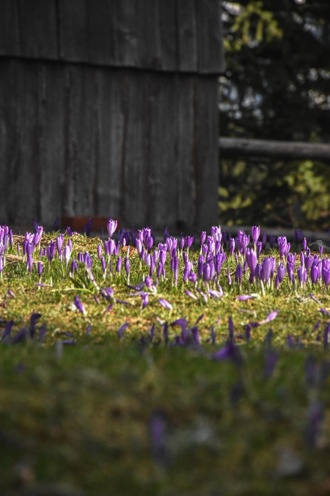 Velika Planina - Chalet Stane - Alps Stahovica 外观 照片