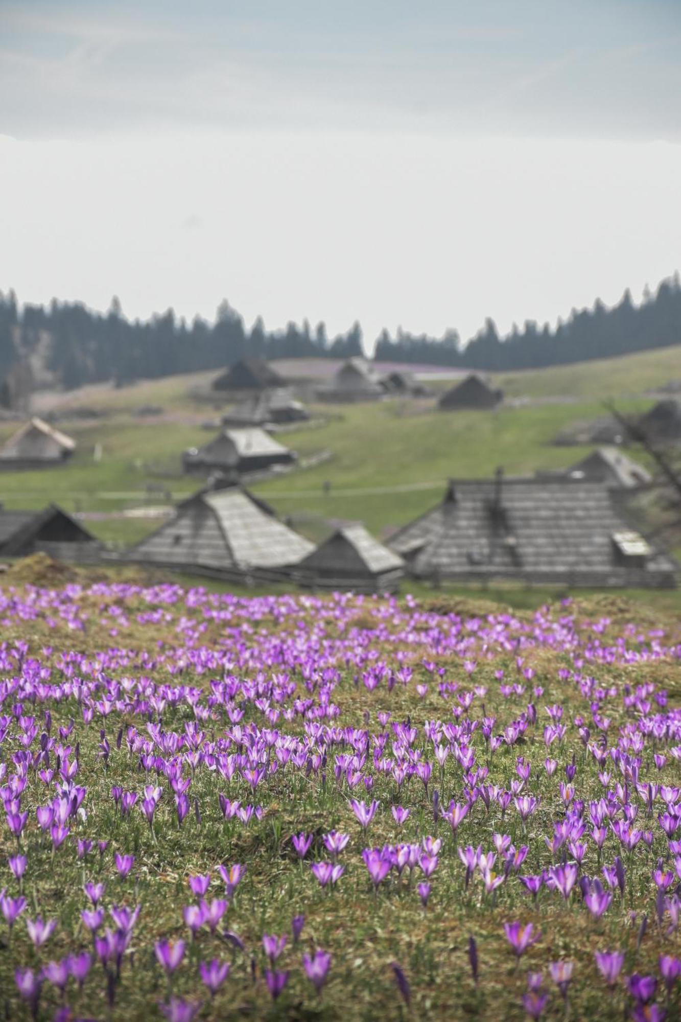 Velika Planina - Chalet Stane - Alps Stahovica 外观 照片